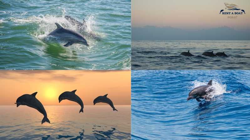 Imagen del tour: Excursión familiar privada con delfines en Poreč