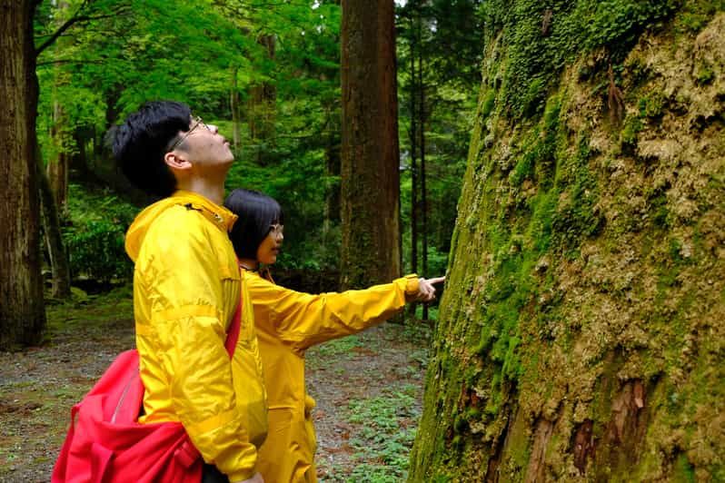 Imagen del tour: Fm Odawara: Baño en el bosque y onsen con poder curativo