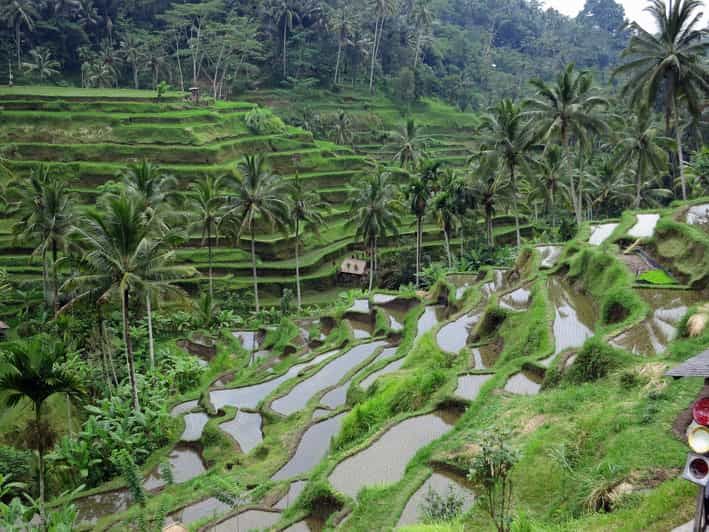 Imagen del tour: Majestuoso Recorrido Privado por las Cascadas de Ubud