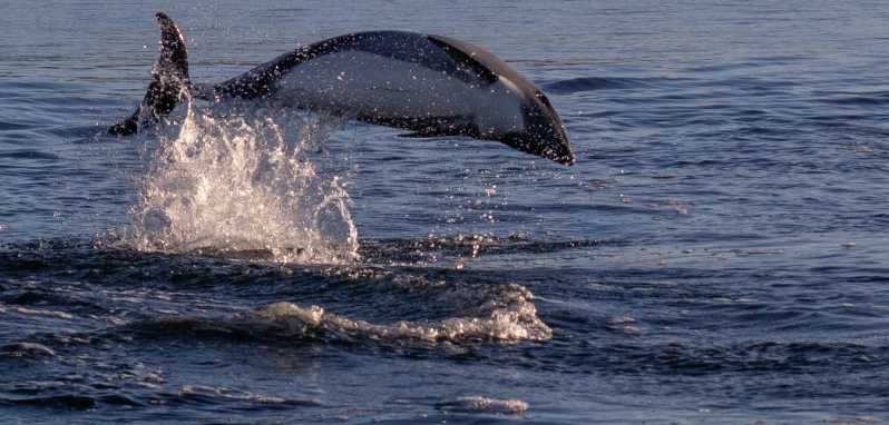 Imagen del tour: Punta Arenas: Observación de delfines y fauna salvaje