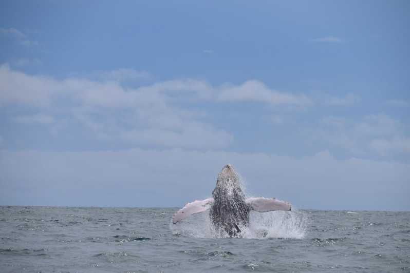 Imagen del tour: Bahía Drake : Excursión de medio día para avistar ballenas y delfines