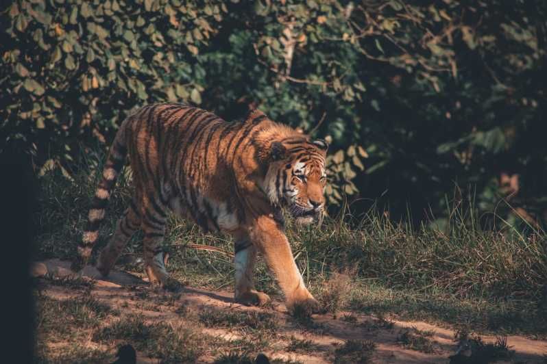 Imagen del tour: Desde Delhi : Excursión de 2 días en coche al safari de tigres de Jim Corbett