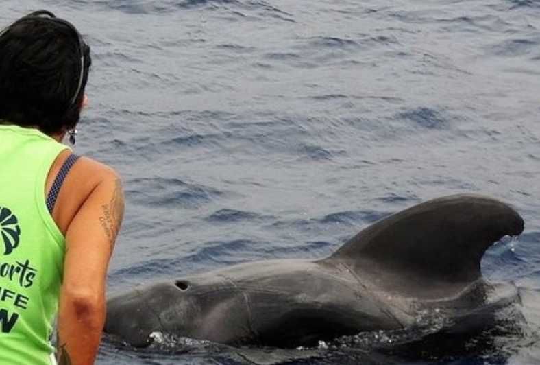 Imagen del tour: Los Cristianos: Crucero Sin Persecución de Ballenas y Delfines