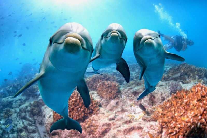 Imagen del tour: Hurghada: Tour en barco para avistar delfines con snorkel y almuerzo