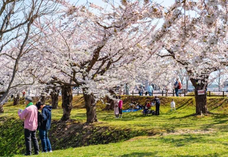 Imagen del tour: Experiencia "Sakura" Privada y Única en Nagasaki con los Cerezos en Flor