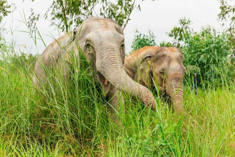 Imagen del tour: Bangkok: excursión al santuario ético de elefantes Pattaya