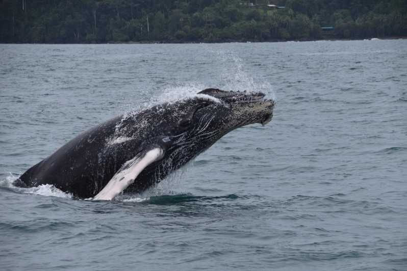 Imagen del tour: Bahía Drake - Excursión de avistamiento de ballenas y delfines