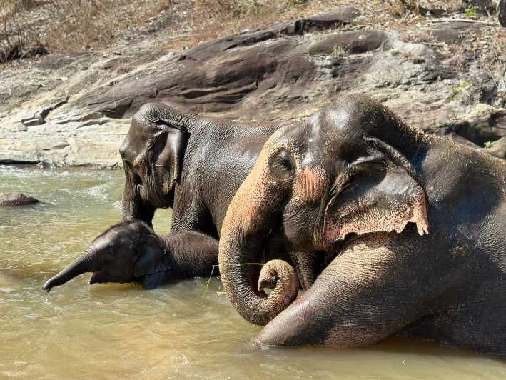 Imagen del tour: Chiang Mai: Cascada, santuario de elefantes y excursión en balsa
