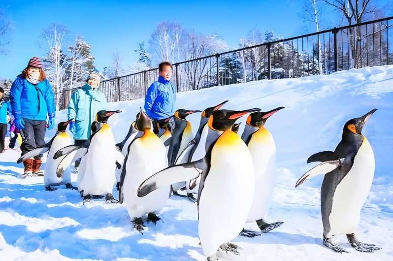 Imagen del tour: Hokkaido: Visita al Zoo de Asahiyama, Furano y Terraza de Ningle