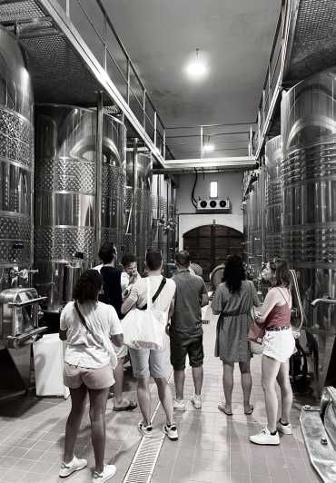 Imagen del tour: Cata de vinos en Patrimonio