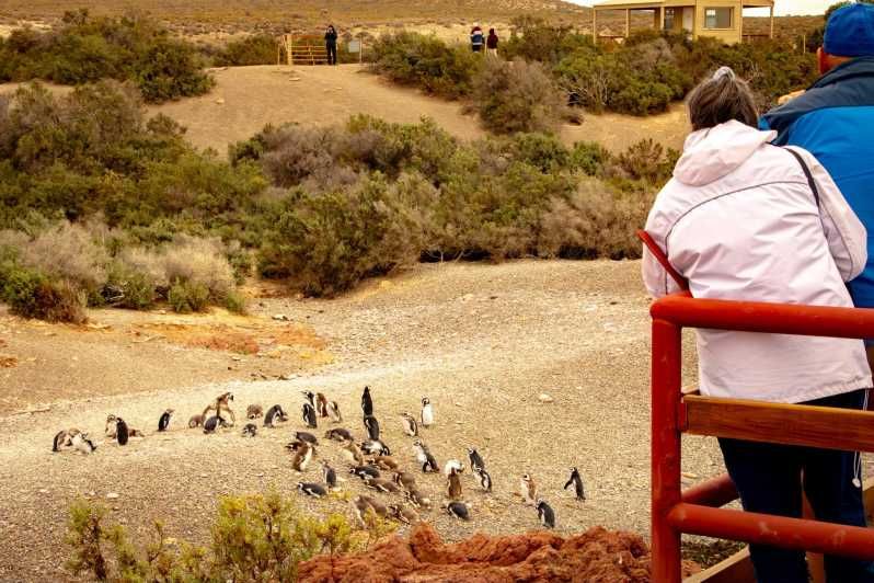 Imagen del tour: Día completo Punta Tombo - Experiencia Caminando entre Pingüinos