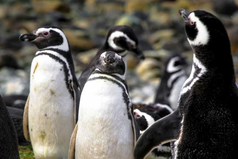 Imagen del tour: Punta Arenas: Navegación por la Isla Magdalena y Paseo con Pingüinos