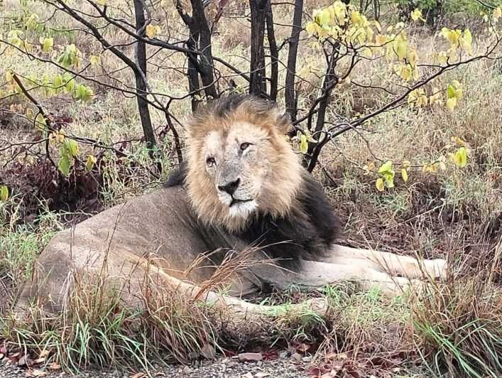 Imagen del tour: Safari al Parque Kruger desde Maputo