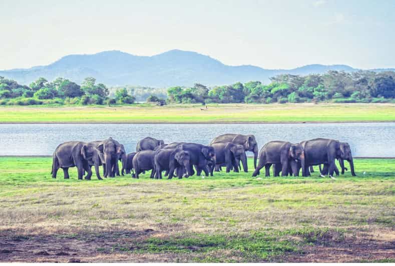 Imagen del tour: Desde Dambulla Safari de día completo en el Parque Nacional de Minneriya