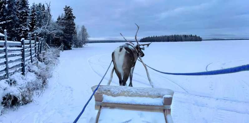 Imagen del tour: Levi: Safari con renos en Laponia