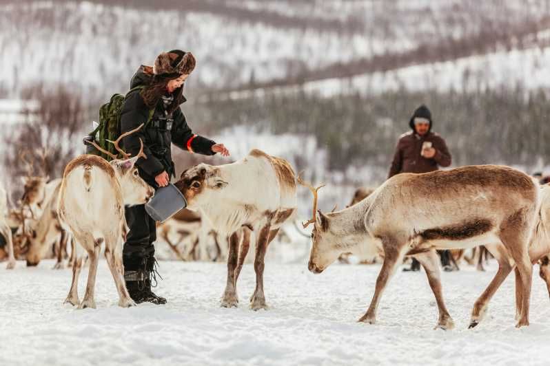 Imagen del tour: Tromsø: Trineo de renos y alimentación con un guía sami