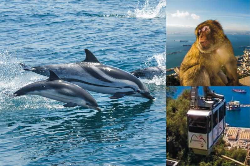 Imagen del tour: Gibraltar: avistamiento de delfines y teleférico sin colas