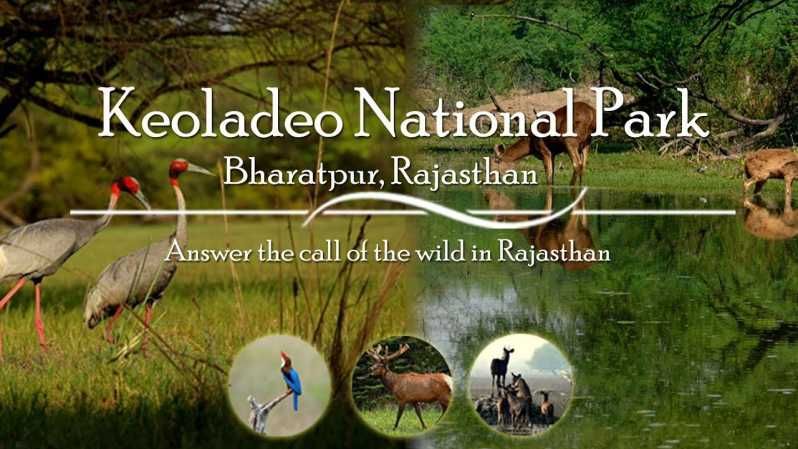 Imagen del tour: Excursión de un día desde Jaipur al Parque Nacional de Keoladeo (Bharatpur)