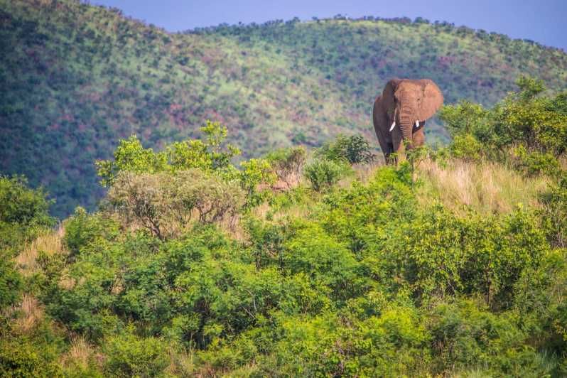 Imagen del tour: Excursión a las Colinas de los Elefantes: Aventura de 1 día desde Nairobi/Naivasha
