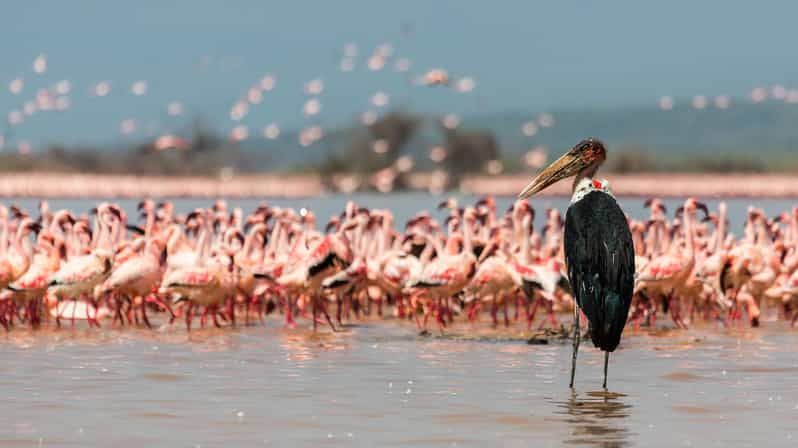 Imagen del tour: Experiencia ornitológica en Kenia de 10 días y 9 noches