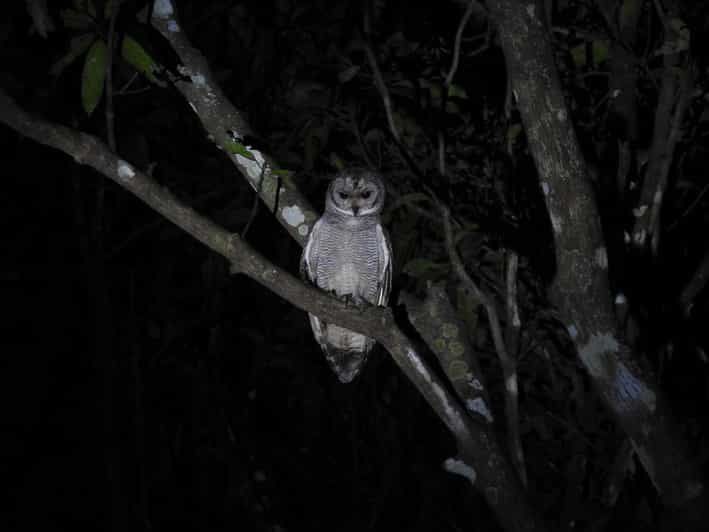 Imagen del tour: Observación de aves en Kochi