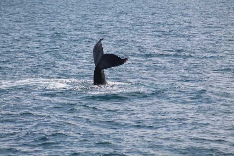 Imagen del tour: Húsavík: Excursión responsable de avistamiento de ballenas