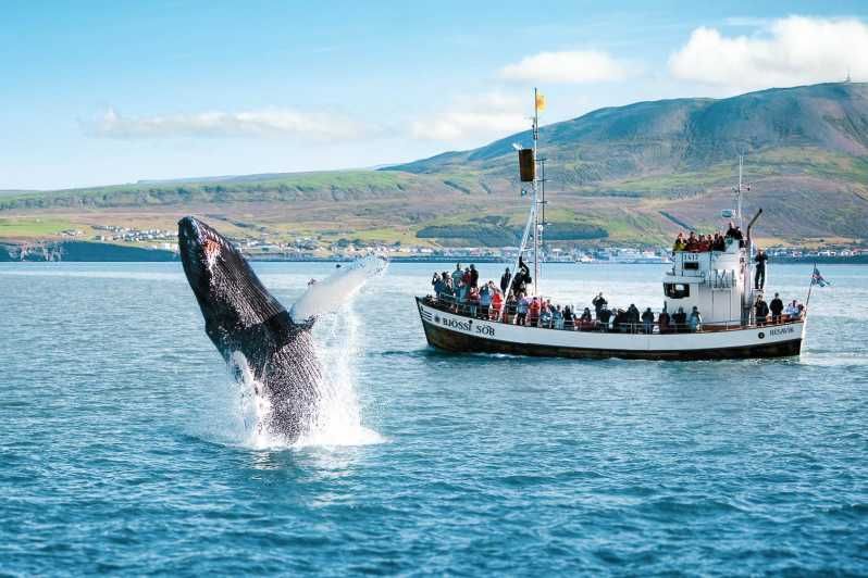 Imagen del tour: Húsavík: tour de avistamiento de ballenas con guía