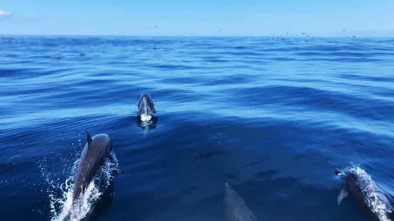 Imagen del tour: Bahía Drake : Día completo de avistamiento de ballenas y delfines
