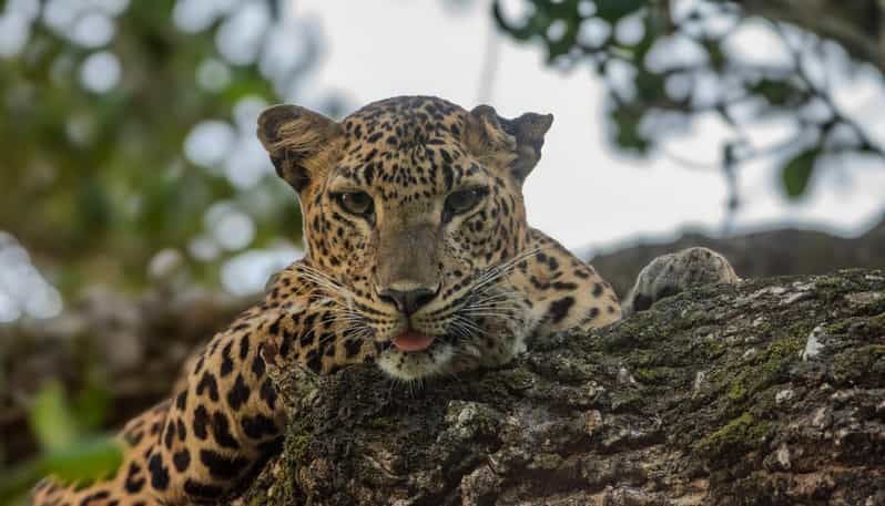 Imagen del tour: Parque Nacional de Yala : Safari salvaje por la mañana o por la tarde