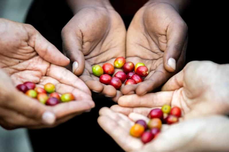 Imagen del tour: Del grano a la infusión: la odisea definitiva del café en Kigali