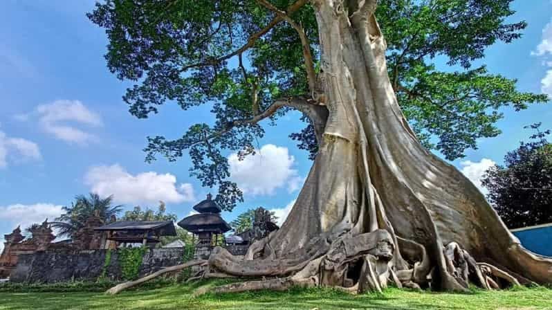 Imagen del tour: Bali : Asombrosas Joyas Ocultas en Bali Naturaleza, Templo y Cascada