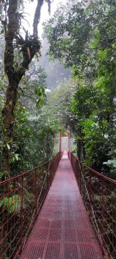 Imagen del tour: Monteverde: Explorando el bosque nuboso