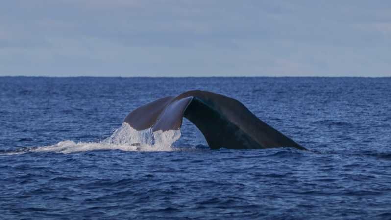 Imagen del tour: Isla Terceira : Excursión en barco para avistar ballenas y delfines