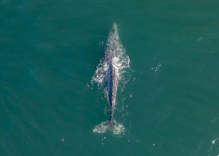 Imagen del tour: Avistamiento de ballenas en Trincomalee