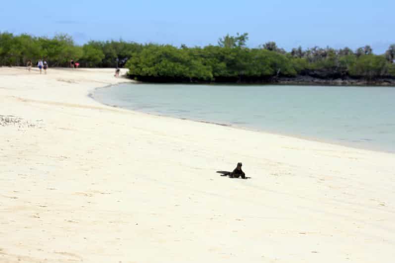 Imagen del tour: Sostenibilidad y conservación: Bahía Tortuga en Galápagos