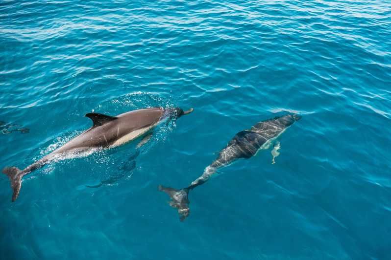 Imagen del tour: Lagos: Tour en barco para avistar delfines con biólogos marinos