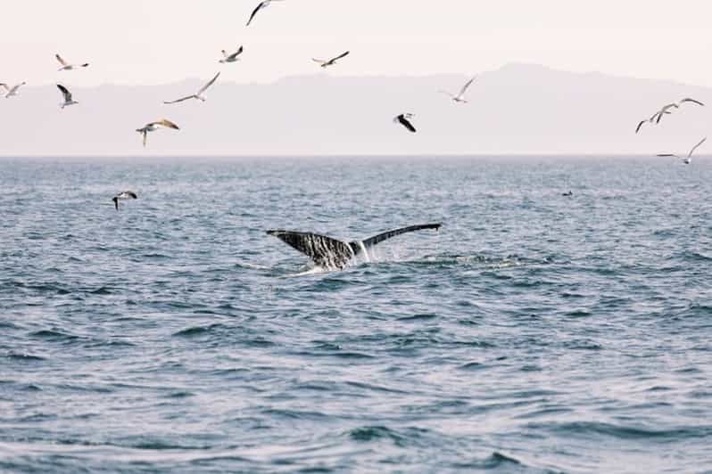 Imagen del tour: Santa Bárbara: Crucero en catamarán para avistar ballenas con bar
