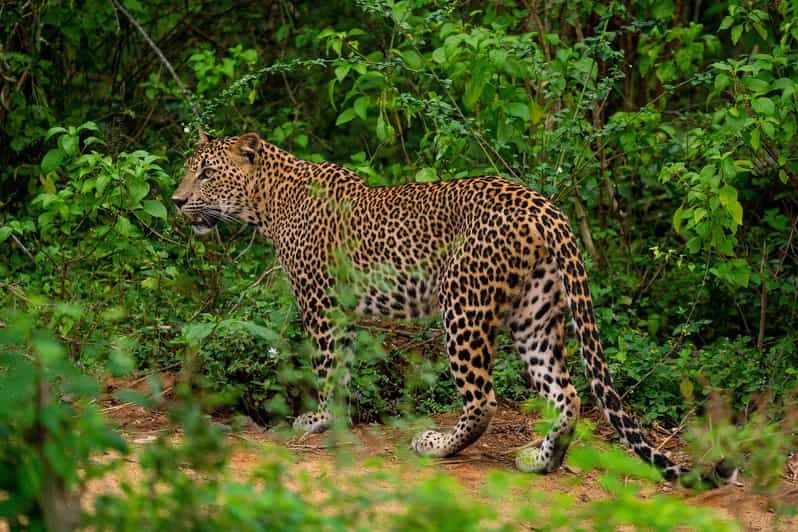 Imagen del tour: Parque Nacional de Yala - Excursión de safari de un día completo (de 4.00 a 18.00 h)