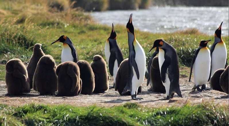 Imagen del tour: Punta Arenas: Parque Pingüino Rey y Viaje a Tierra del Fuego