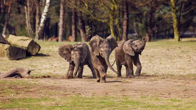 Imagen del tour: Hilvarenbeek: Safaripark Beekse Bergen Entrada