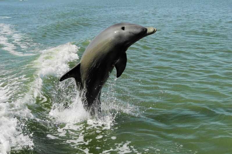 Imagen del tour: Marco Island: Excursión de 2 horas para ver delfines, aves y mariscos