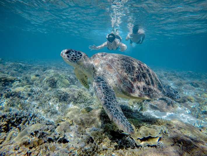 Imagen del tour: Gili Trawangan : Medio día de snorkel con tortuga y estatua