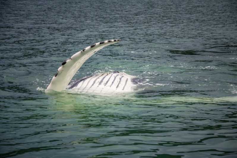Imagen del tour: Excursión de lujo para avistar ballenas
