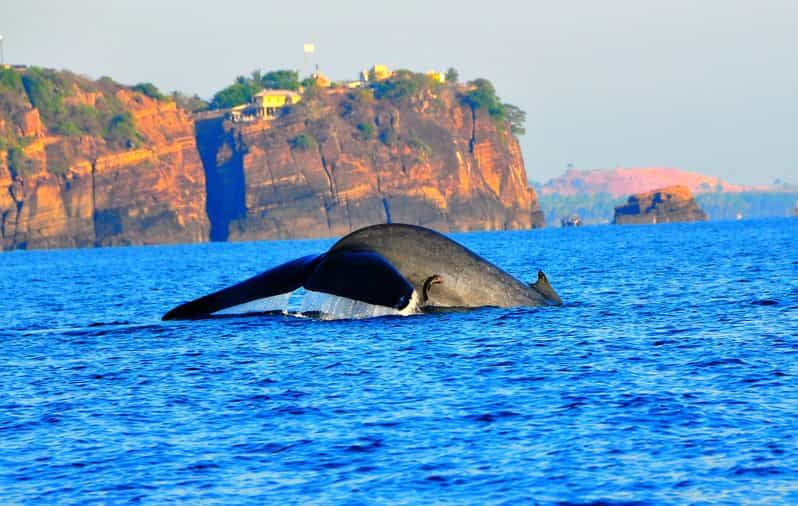 Imagen del tour: Avistamiento de ballenas y delfines Trincomalee