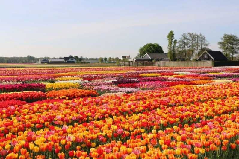 Imagen del tour: Visita privada a Tulipanes, Keukenhof, Molinos de Viento y Granja de Queso