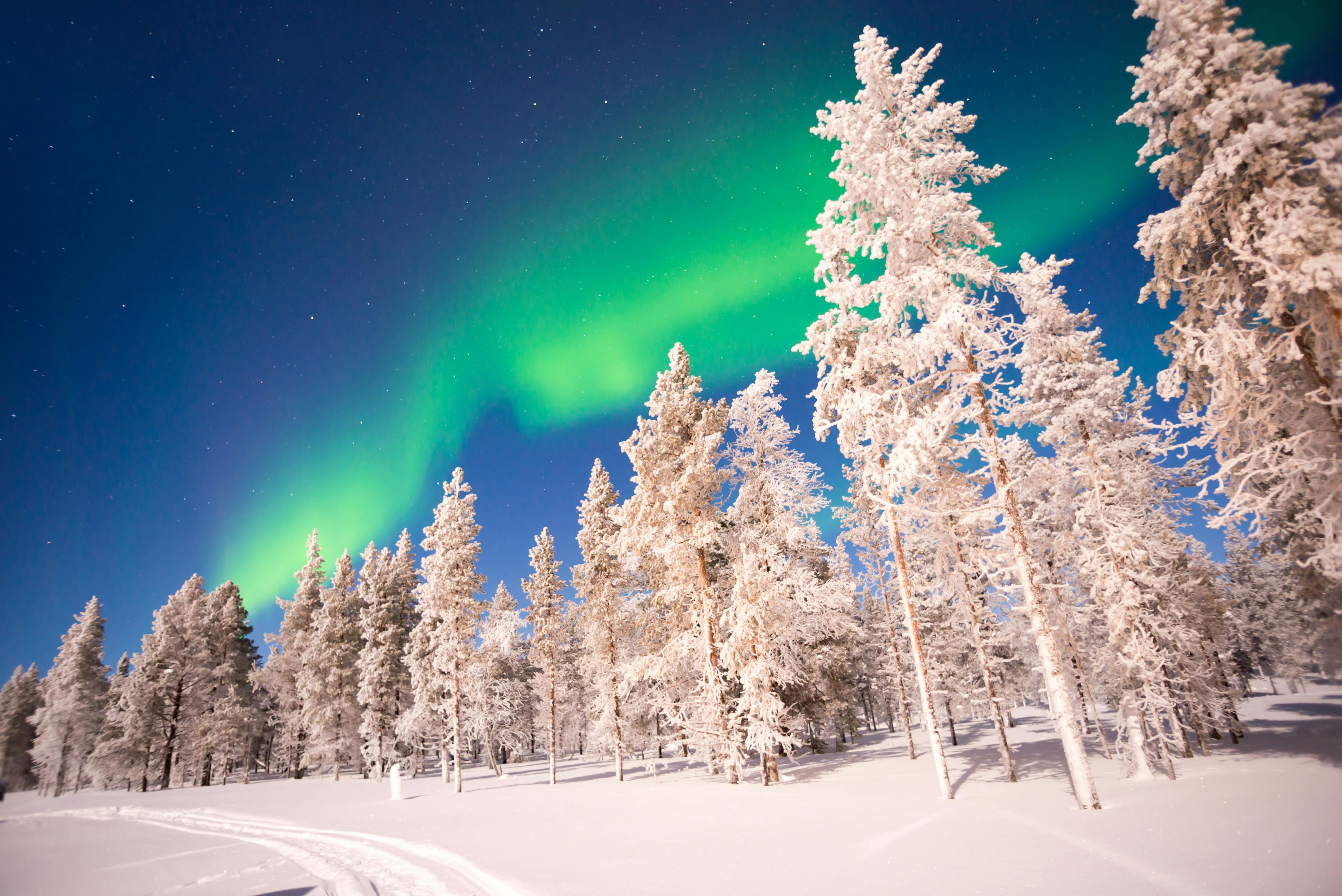Imagen del tour: Cazando auroras boreales con barbacoa lapona