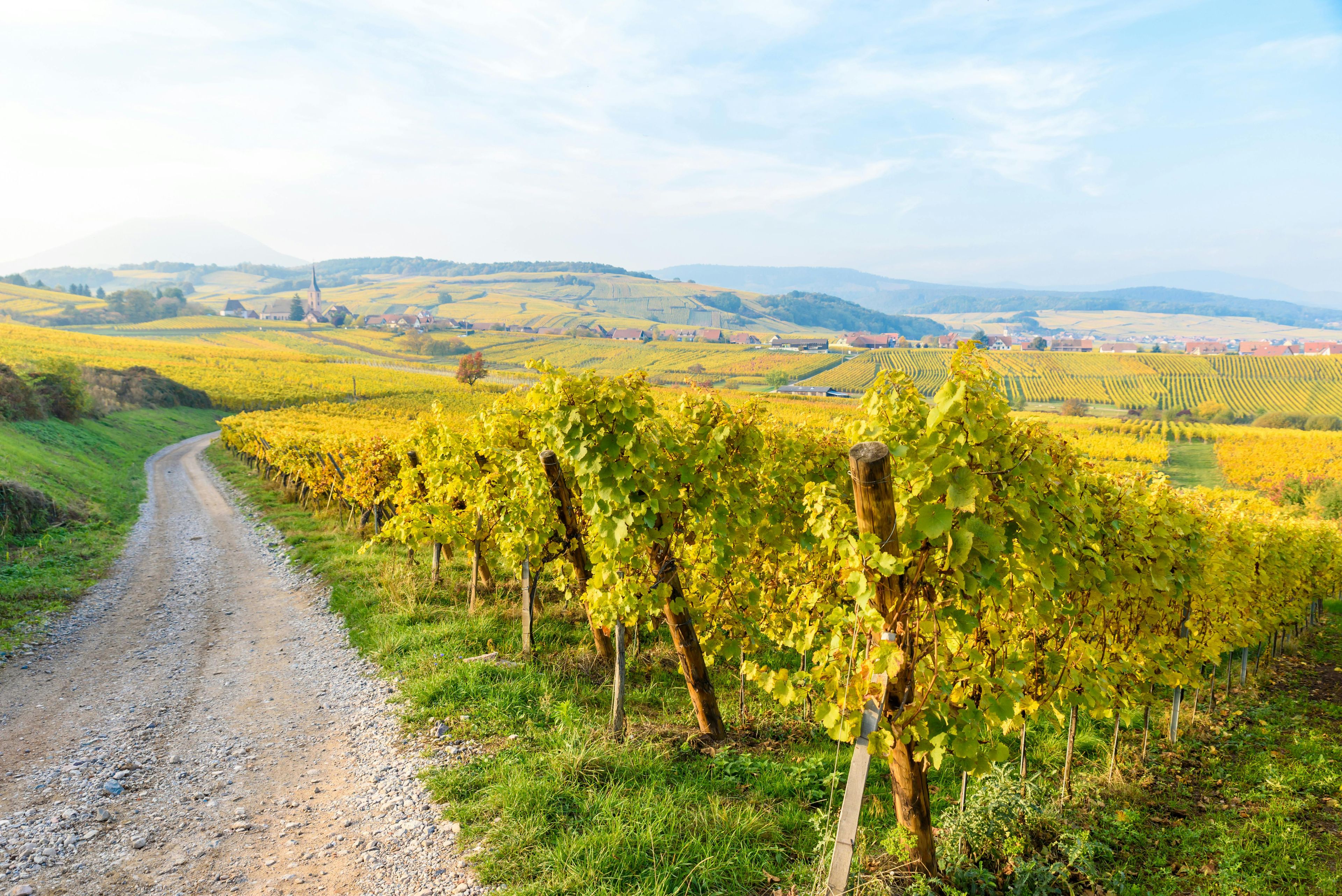 Imagen del tour: Tour de vino compartido de medio día de Alsacia desde Estrasburgo