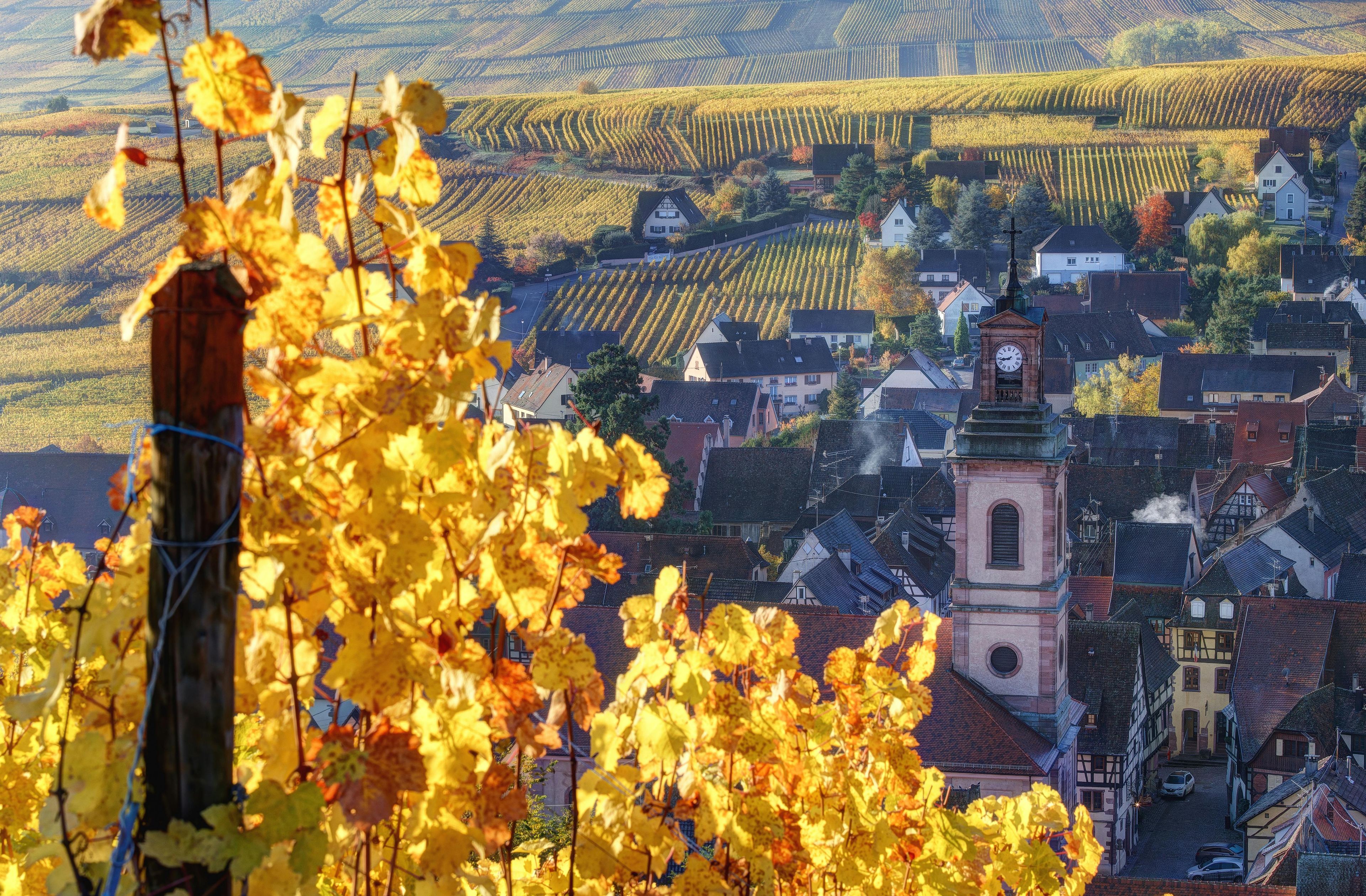Imagen del tour: Tour de vino compartido de medio día de Alsacia desde Colmar