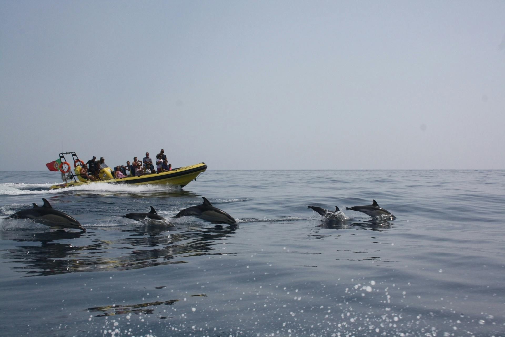 Imagen del tour: Crucero de observación de delfines y cuevas a bordo del Insónia