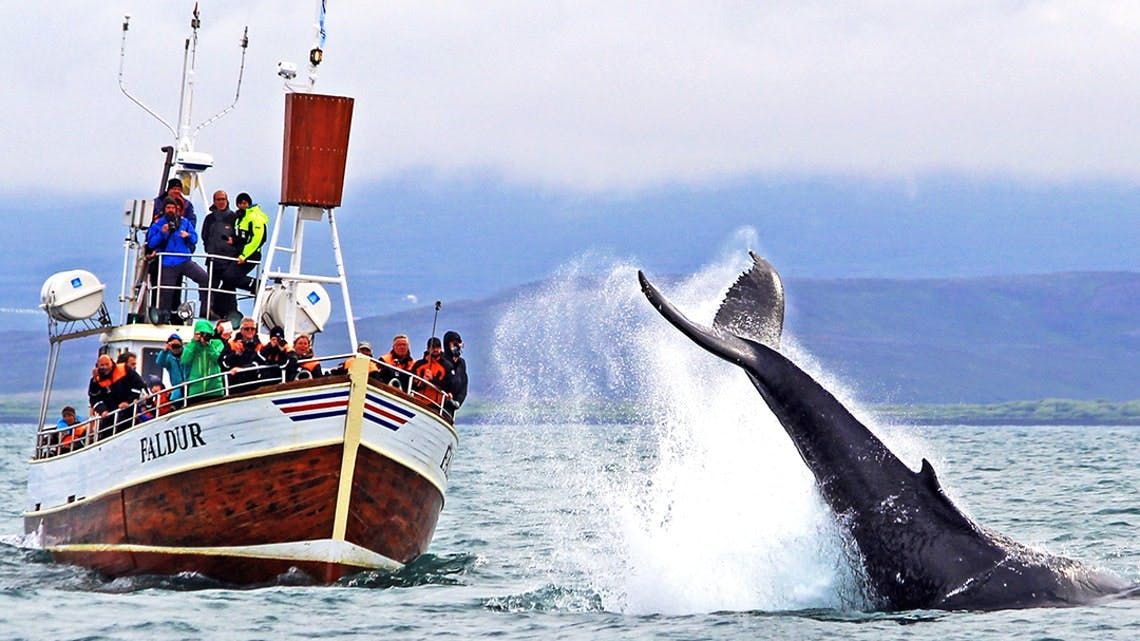 Imagen del tour: Avistamiento de ballenas en la bahía de Skjálfandi